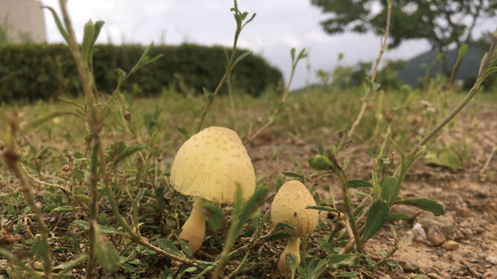 森で見かけた恋するきのこです。