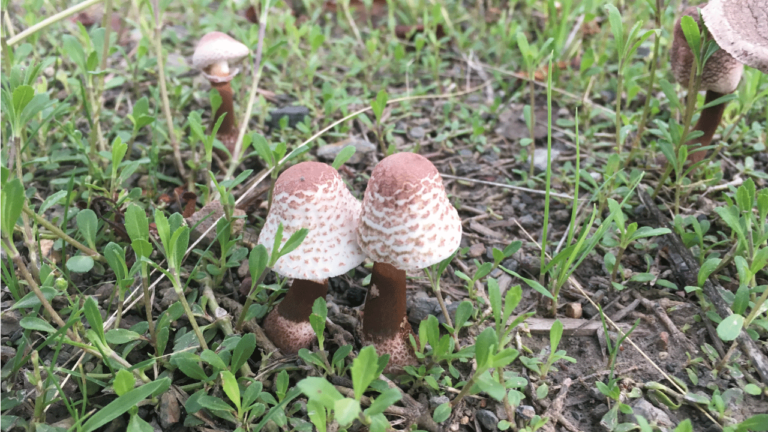 森で見かけた恋するきのこ。寄り添う傘は甘え上手な証拠です。